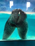 下田海中水族館に投稿された画像（2018/7/14）
