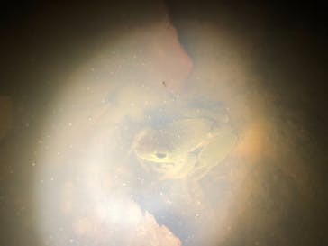 奄美ナイトツアーサービスに投稿された画像（2019/4/4）