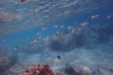 diving&workshop IHANASHI（ダイビングアンドワークショップイハナシ）に投稿された画像（2018/10/17）