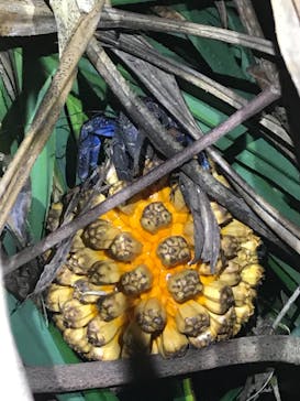 西表島 ADVENTURE PiPi（アドベンチャーピピ）に投稿された画像（2019/5/22）