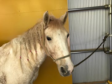 ハッピーホースファームに投稿された画像（2017/11/17）