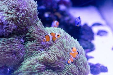 上越市立水族博物館 うみがたりに投稿された画像（2018/10/22）