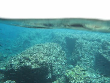 青の洞窟専門店　沖縄ダイビングショップ和に投稿された画像（2018/4/17）