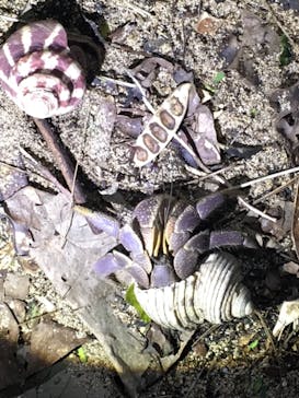 石垣島 ADVENTURE PiPi（イシガキジマアドベンチャーピピ）に投稿された画像（2019/2/27）