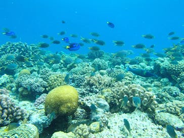 Sea World（シーワールド）に投稿された画像（2019/4/19）