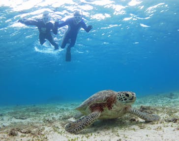アマミエンシスに投稿された画像（2017/12/11）