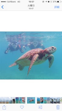 アマミエンシスに投稿された画像（2017/10/2）