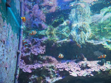 サンシャイン水族館に投稿された画像（2018/8/19）