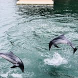 下田海中水族館に投稿された画像（2018/8/12）