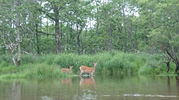 B&B かむほーむに投稿された画像（2018/7/8）