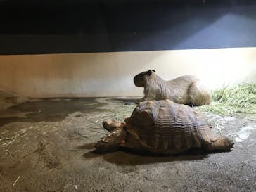 マクセル アクアパーク品川に投稿された画像（2018/6/25）