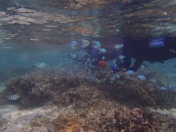 沖縄ダイビングショップシーモールに投稿された画像（2018/11/6）