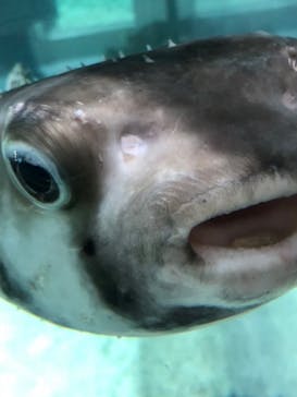 NIFREL（ニフレル）に投稿された画像（2018/12/30）