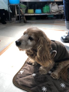 福里窯（ふくさとがま）に投稿された画像（2019/2/10）