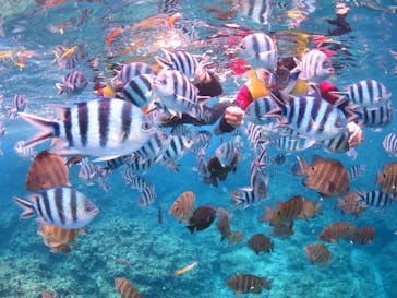 diving&workshop IHANASHI（ダイビングアンドワークショップイハナシ）に投稿された画像（2018/8/28）