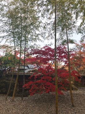 箱根美術館に投稿された画像（2018/11/18）