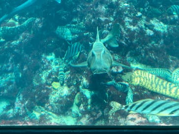 下田海中水族館に投稿された画像（2018/7/14）