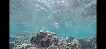 青の洞窟専門店　沖縄ダイビングショップ和に投稿された画像（2019/4/1）