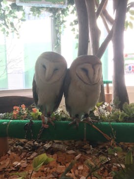 フクロウのお庭 ～Owl's Garden～に投稿された画像（2018/2/5）