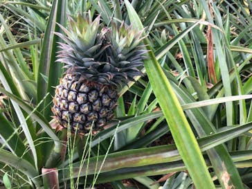 ナゴパイナップルパークに投稿された画像（2017/10/9）