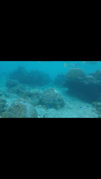 青の洞窟専門店　沖縄ダイビングショップ和に投稿された画像（2018/10/3）