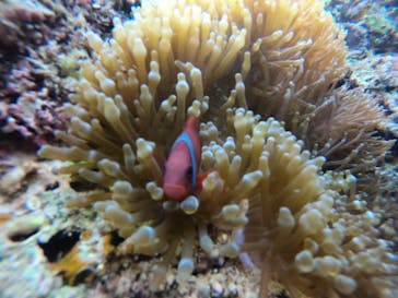 武藤潜水に投稿された画像（2019/4/10）