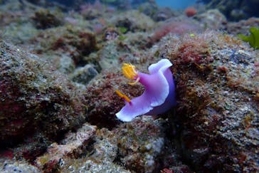 屋久島自然案内に投稿された画像（2019/4/16）