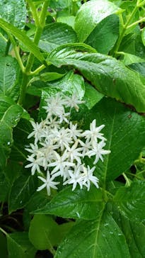 ニューヨークランプミュージアム＆フラワーガーデンに投稿された画像（2019/6/7）