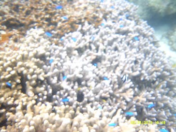 ズミヤーに投稿された画像（2019/6/7）