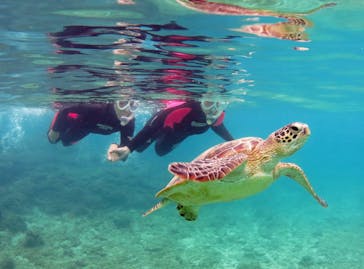 アマミエンシスに投稿された画像（2018/10/17）