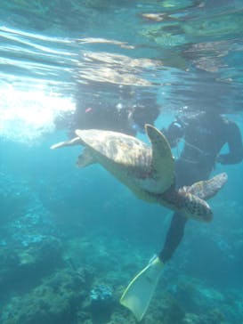 屋久島ガイドクラブに投稿された画像（2018/12/8）