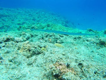 Sea World（シーワールド）に投稿された画像（2019/4/19）