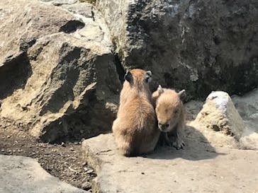 伊豆シャボテン動物公園に投稿された画像（2018/5/22）