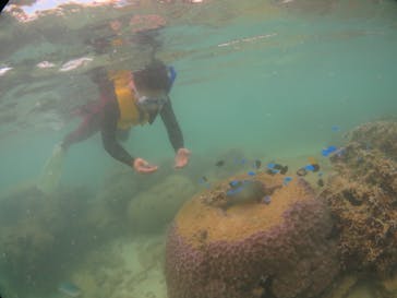 diving&workshop IHANASHI（ダイビングアンドワークショップイハナシ）に投稿された画像（2018/7/9）