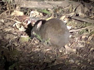 奄美ナイトツアーサービスに投稿された画像（2019/4/4）