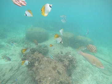 武藤潜水に投稿された画像（2019/5/21）