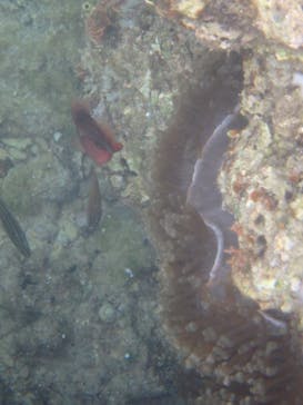 ダイビングショップ Sea Free（シーフリー）に投稿された画像（2019/4/3）