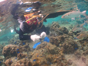 沖縄ダイビングショップシーモールに投稿された画像（2019/2/10）