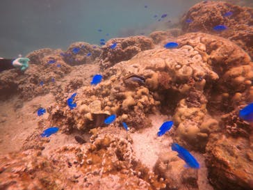 青の洞窟専門店　沖縄ダイビングショップ和に投稿された画像（2019/2/27）