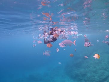 diving&workshop IHANASHI（ダイビングアンドワークショップイハナシ）に投稿された画像（2018/6/16）