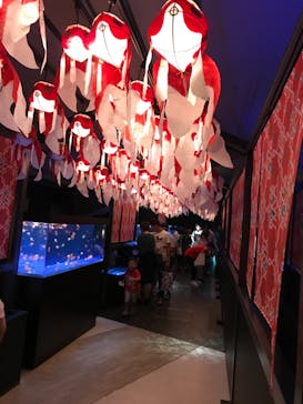 すみだ水族館に投稿された画像（2018/6/30）