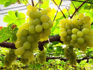 くぼ農園に投稿された画像（2018/11/9）