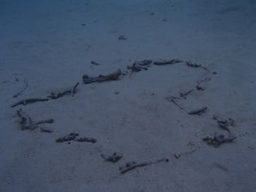 沖縄マリンクラブ結に投稿された画像（2017/11/25）