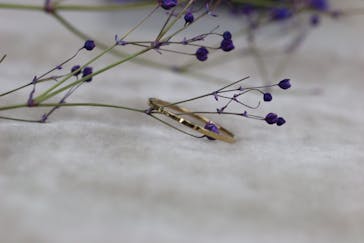 渋谷の彫金教室 studio crucible（スタジオ クルーシブル）に投稿された画像（2019/2/9）