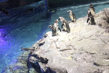 すみだ水族館に投稿された画像（2018/12/16）