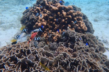 diving&workshop IHANASHI（ダイビングアンドワークショップイハナシ）に投稿された画像（2018/12/5）