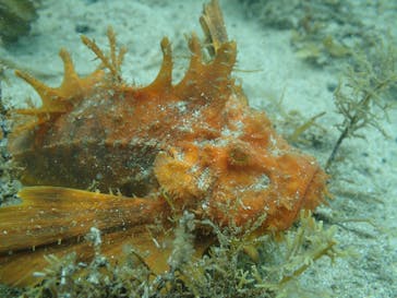 Diving Schoolテールアップ 福岡天神に投稿された画像（2018/6/30）