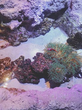 すみだ水族館に投稿された画像（2018/8/19）