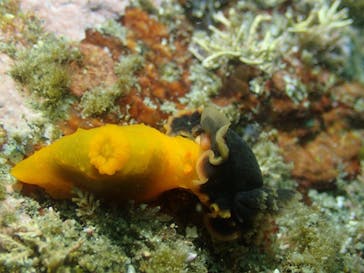 Diving Schoolテールアップ 福岡天神に投稿された画像（2018/5/12）