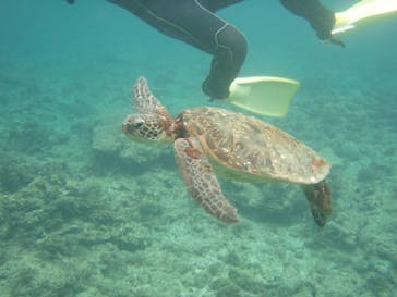 屋久島ガイドクラブに投稿された画像（2019/5/2）